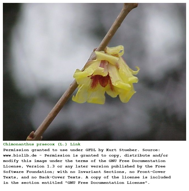 Chimonanthus praecox (L.) Link